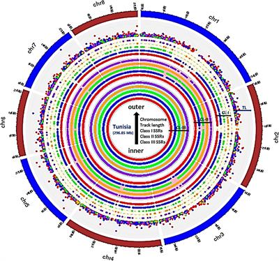 Comprehensive Characterization and Validation of Chromosome-Specific Highly Polymorphic SSR Markers From Pomegranate (Punica granatum L.) cv. Tunisia Genome